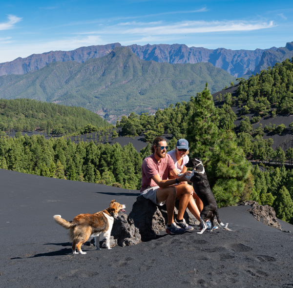 Vanlife with Dogs