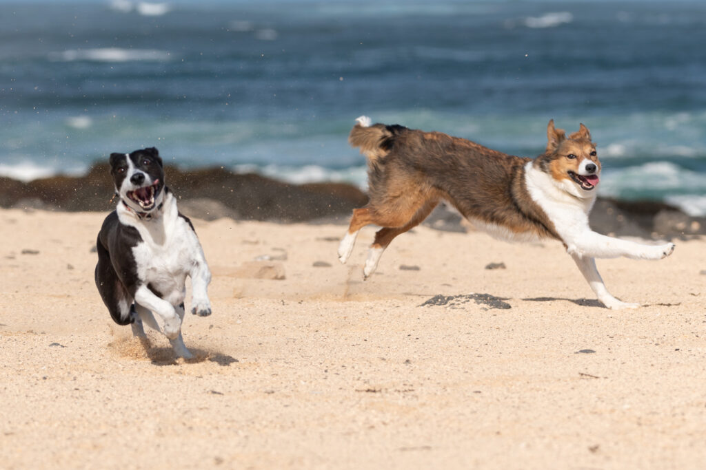 Dogs on the beach