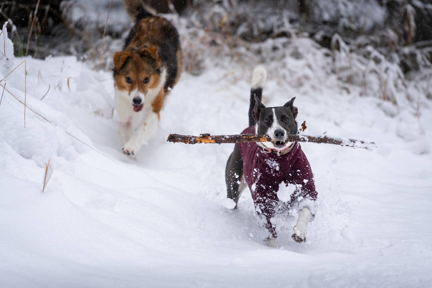 Dogs in the snow