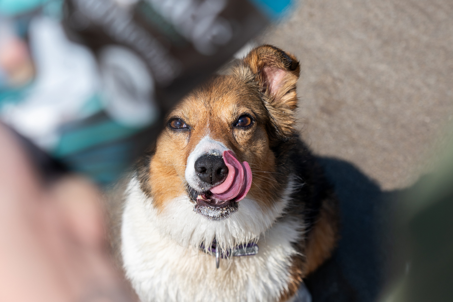 Forthglade Dog Treats