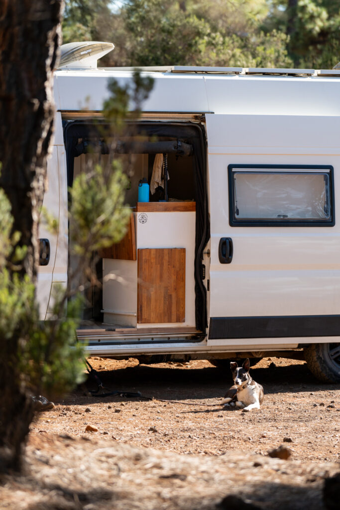 Vanlife Dog